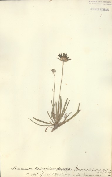 Hieracium staticaefolium CLF052283