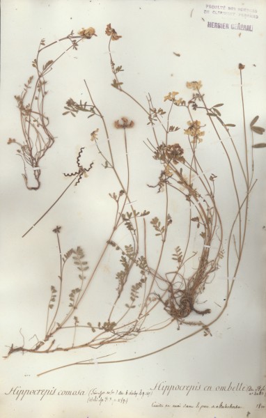 Hippocrepis comosa CLF029620
