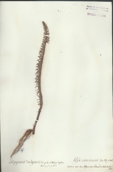Hippuris vulgaris CLF037051