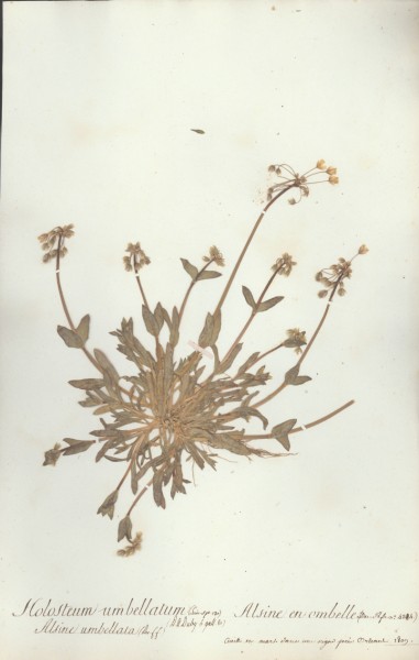 Holosteum umbellatum CLF019235
