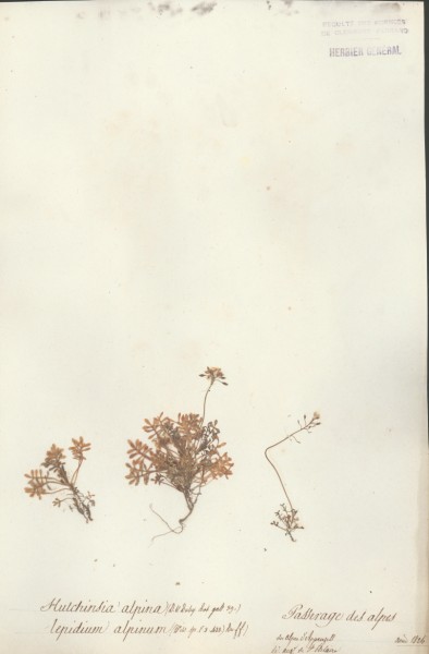 Hutchinsia alpina CLF014687