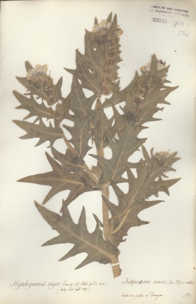 Hyoscyamus niger CLF065872