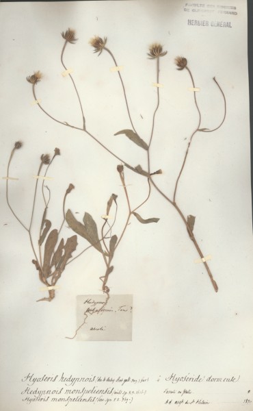 Hyoseris hedypnois