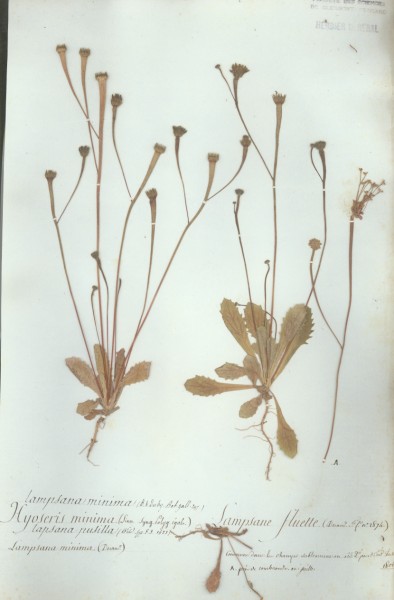 Hyoseris minima CLF050924