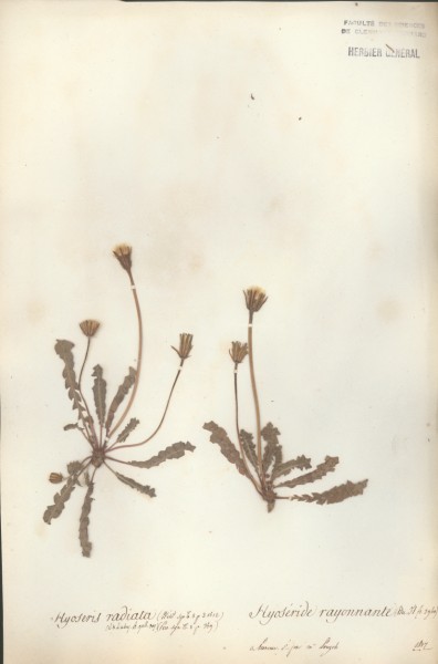 Hyoseris radiata CLF050937