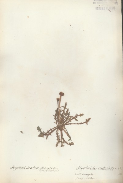 Hyoseris scabra CLF050941