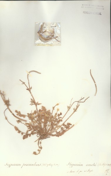 Hypecoum procumbens CLF009603