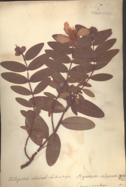Hypericum calycinum CLF020338