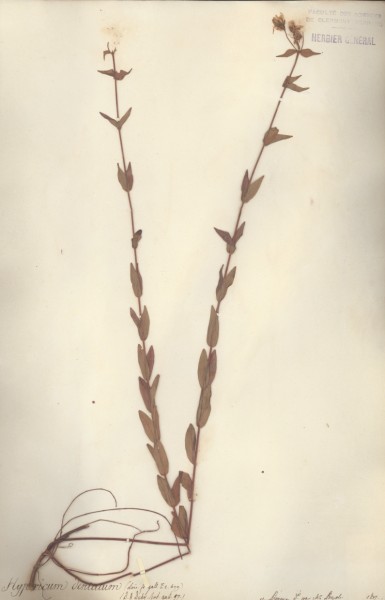 Hypericum dentatum CLF020438