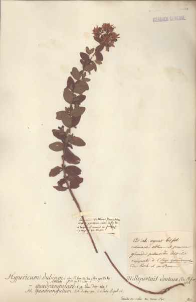 Hypericum dubium CLF020499