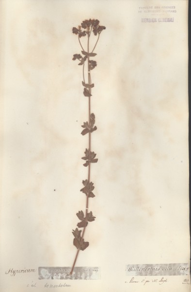 Hypericum hirsutum CLF020524