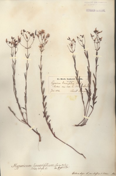 Hypericum linearifolium CLF020411 CLF020412