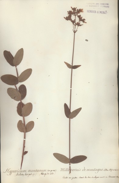 Hypericum montanum CLF020423