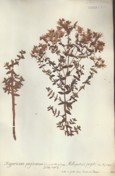 Hypericum perforatum CLF020460