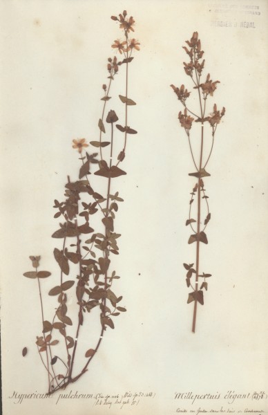 Hypericum pulchrum CLF020485