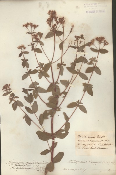 Hypericum quadrangulum CLF020327