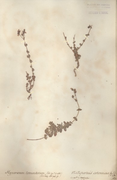 Hypericum tomentosum CLF020522