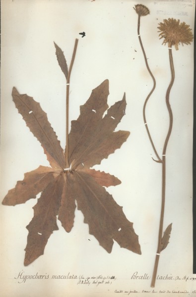 Hypochaeris maculata CLF052320