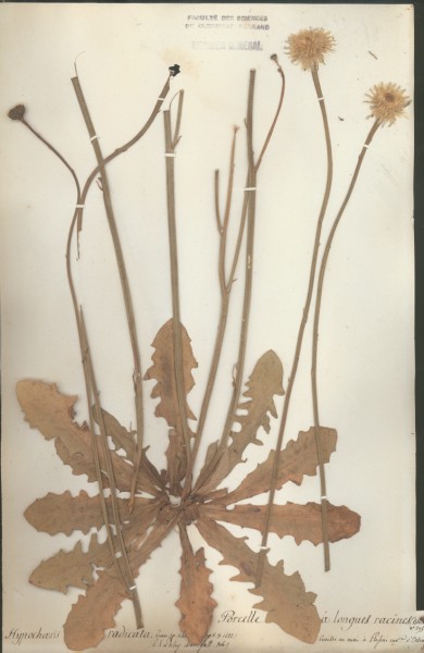 Hypochaeris radicata CLF052336