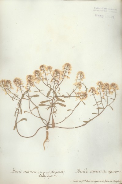 Iberis amara CLF015136