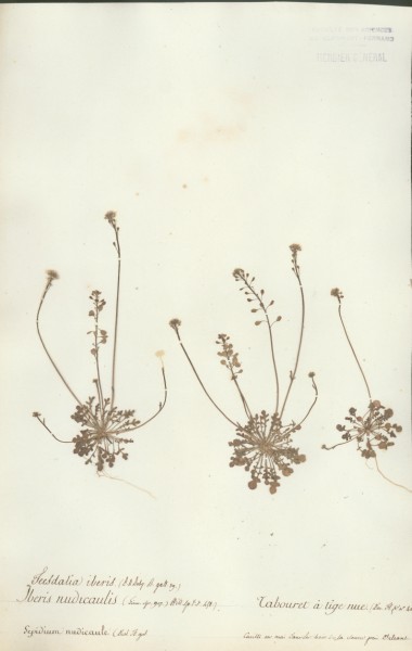 Iberis nudicaulis CLF015280