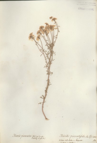 Iberis pinnata CLF015207