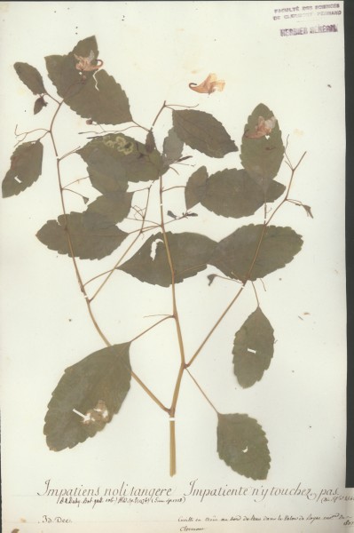 Impatiens nolitangere CLF023245