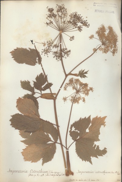 Imperatoria osthrutium CLF042385