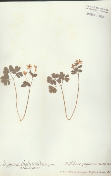 Isopyrum thalictroides CLF007332