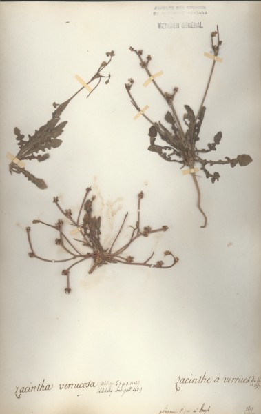 Jacintha verrucosa