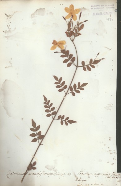 Jasminum grandiflorum CLF059561