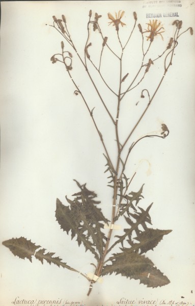 Lactuca perennis CLF052783
