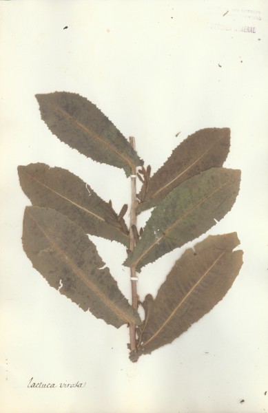 Lactuca virosa  CLF052820