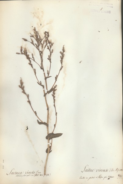 Lactuca virosa CLF052820