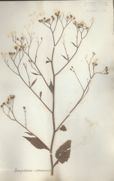 Lampsana communis Wild.