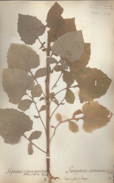 Lampsana communis