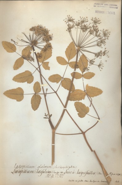 Laserpitium latifolium CLF042696