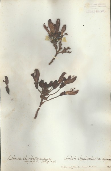 Lathraea clandestina CLF072597