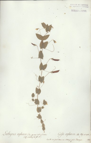Lathyrus aphaca CLF032397
