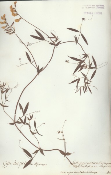 Lathyrus pratensis