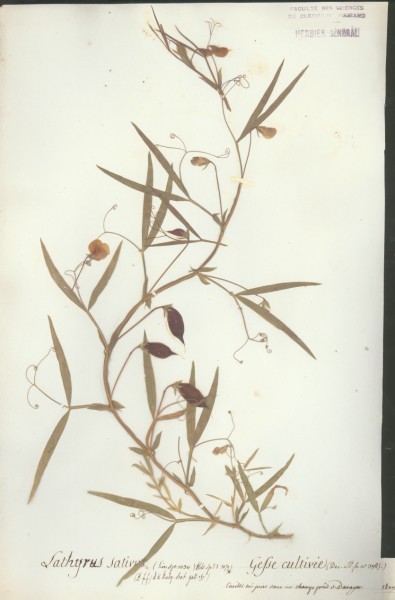 Lathyrus sativus