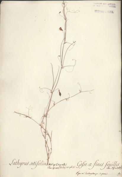 Lathyrus setifolius