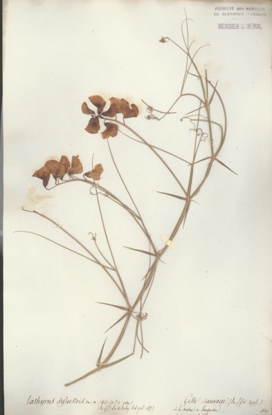 Lathyrus sylvestris