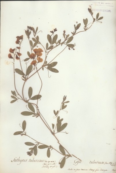 Lathyrus tuberosus