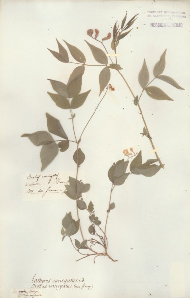 Lathyrus variegatus CLF032656