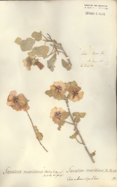 Lavatera maritima CLF020733 CLF020736