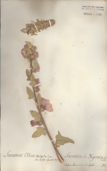 Lavatera olbia CLF020742