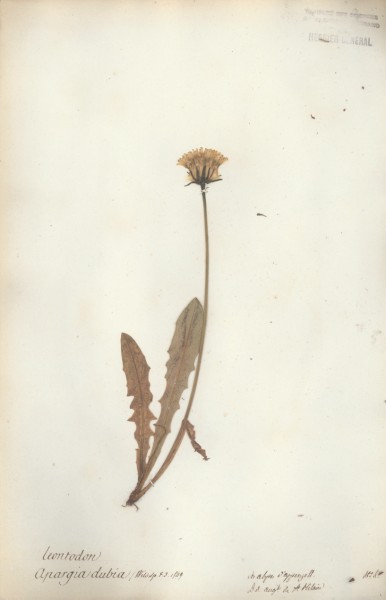 Leontodon CLF052423