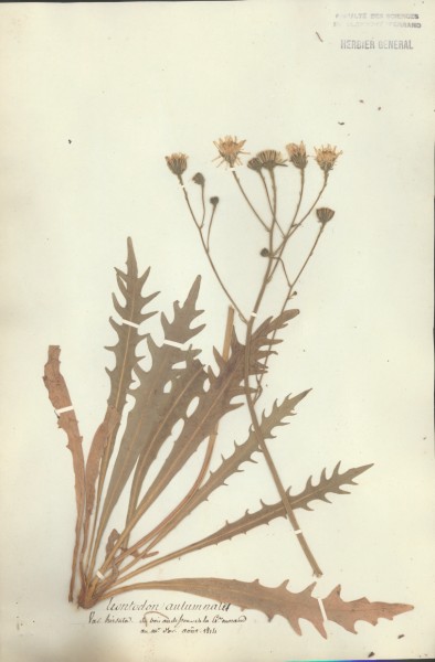 Leontodon automnale  CLF052388