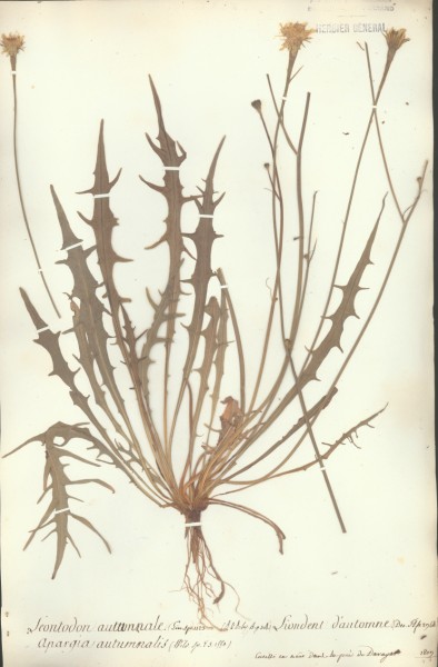 Leontodon autumnale CLF0052388